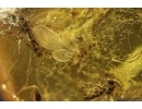 Many Dark-Winged fungus gnats Sciaridae and Gall Midge Cecidomyiidae. Fossil inclusions Baltic amber #14971