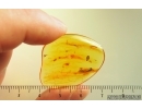 Many Dark-Winged fungus gnats Sciaridae. Fossil inclusions Baltic amber #14972