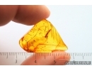 Nice Gall Midge Cecidomyiidae, Ant and Coccid. Fossil insects Baltic amber #14976