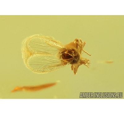 Biting midge Ceratopogonidae. Fossil insects in Baltic amber #14978