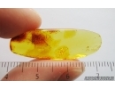 Biting midge Ceratopogonidae. Fossil insects in Baltic amber #14978