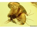 Biting midge Ceratopogonidae. Fossil insects in Baltic amber #14980