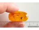 Long-legged fly Dolichopodidae. Fossil Inclusion Baltic amber #14982