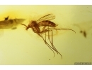 Nice Fungus gnat Mycetophilidae. Fossil insect Ukrainian Rovno amber #14985R