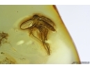 Fungus gnat Mycetophilidae. Fossil insect Ukrainian Rovno amber #14986R