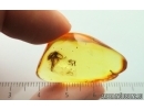 Fungus gnat Mycetophilidae. Fossil insect Ukrainian Rovno amber #14986R