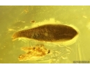 Fungus gnat Keroplatidae, Leaf and More. Fossil inclusions Baltic amber Stone #14990