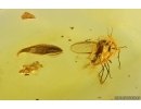 Fungus gnat Keroplatidae, Leaf and More. Fossil inclusions Baltic amber Stone #14990