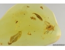 Fungus gnat Keroplatidae, Leaf and More. Fossil inclusions Baltic amber Stone #14990