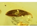Fungus gnat Keroplatidae, Leaf and More. Fossil inclusions Baltic amber Stone #14990