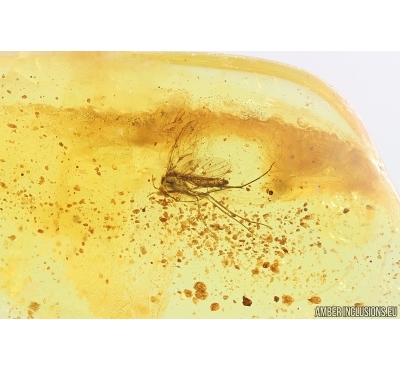 Fungus gnat Keroplatidae. Fossil inclusion Baltic amber Stone #14992