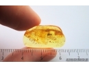 Fungus gnat Keroplatidae. Fossil inclusion Baltic amber Stone #14992