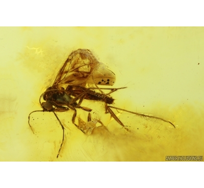 Keroplatidae Fungus gnat with Mite. Fossil inclusions in Baltic amber #14993
