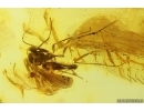 Keroplatidae Fungus gnat with Mite. Fossil inclusions in Baltic amber #14993