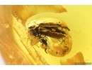Keroplatidae Fungus gnat and Beetle Coleoptera. Fossil inclusions in Baltic amber #14994