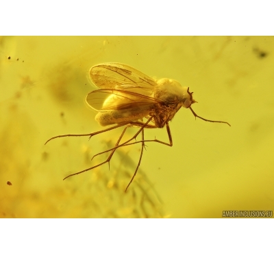 Keroplatidae Fungus gnat and Beetle Coleoptera. Fossil inclusions in Baltic amber #14994