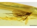Fungus gnat Keroplatidae. Fossil insect in Ukrainian Rovno amber #14995R