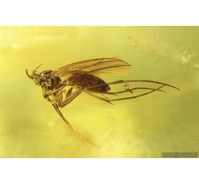Fungus gnat Keroplatidae. Fossil insect in Ukrainian Rovno amber #14995R