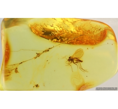 Fungus gnat Keroplatidae in Spider Web. Fossil inclusions in Ukrainian Rovno amber #14996R