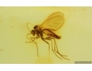 Fungus gnat Keroplatidae in Spider Web. Fossil inclusions in Ukrainian Rovno amber #14996R