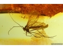 Rare Predatory Fungus gnat Macrocerinae. Fossil insect in Baltic amber #14997