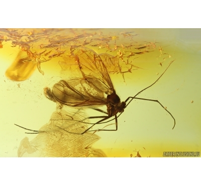Rare Predatory Fungus gnat Macrocerinae. Fossil insect in Baltic amber #14997