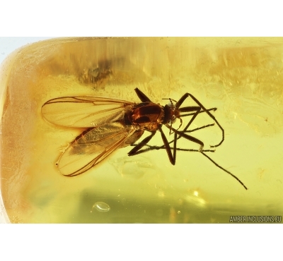 Nice True midge Chironomidae. Fossil insect in Baltic amber #14998
