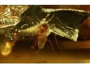Many True midges Chironomidae. Fossil insects in Baltic amber #14999
