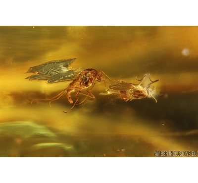Many True midges Chironomidae. Fossil insects in Baltic amber #14999