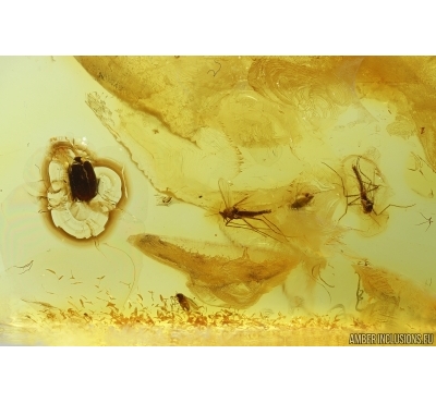 True midges Chironomidae and Beetle Coleoptera. Fossil inclusions Baltic amber #15000
