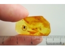 True midges Chironomidae and Beetle Coleoptera. Fossil inclusions Baltic amber #15000