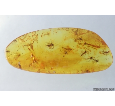 Many True midges Chironomidae. Fossil insects in Baltic amber #15001