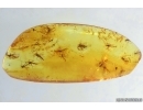 Many True midges Chironomidae. Fossil insects in Baltic amber #15001