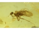 Dance fly Empidoidea. Fossil inclusion in Baltic amber #15002