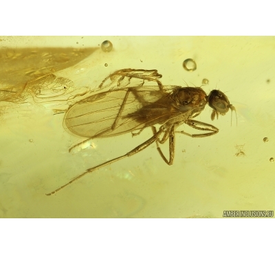 Dance fly Empidoidea. Fossil inclusion in Baltic amber #15002