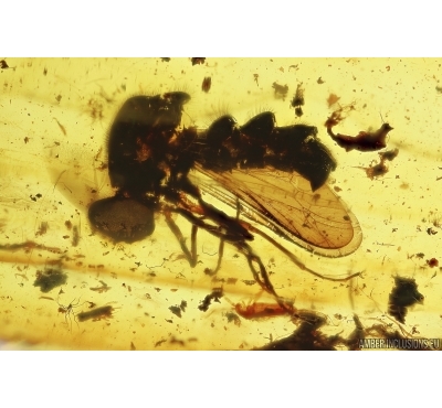 Two Rare Small-headed Flies (Spider flies) Acroceridae. Fossil insects in Baltic amber #15003