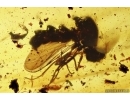 Two Rare Small-headed Flies (Spider flies) Acroceridae. Fossil insects in Baltic amber #15003