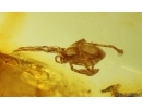 Two Spiders Araneae. Fossil inclusions Baltic amber #15005