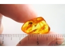 Two Spiders Araneae. Fossil inclusions Baltic amber #15005