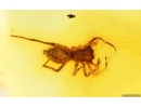 Spider Araneae. Fossil inclusion in Baltic amber #15006