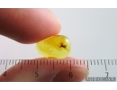Spider Araneae. Fossil inclusion in Baltic amber #15006