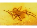 Spider Araneae. Fossil inclusion in Baltic amber #15007