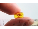 Spider Araneae. Fossil inclusion in Baltic amber #15007