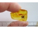 Nice Spider Araneae. Fossil inclusion in Baltic amber #15009