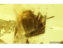 Spider Araneae. Fossil inclusion in Baltic amber #15010
