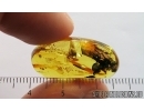 Spider Araneae. Fossil inclusion in Baltic amber #15010