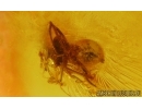 Two Spiders Araneae. Fossil inclusions Baltic amber #15011