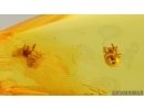 Two Spiders Araneae. Fossil inclusions Baltic amber #15011