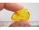 Two Spiders Araneae. Fossil inclusions Baltic amber #15011