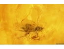 Spider, Aphid and More. Fossil inclusions in Baltic amber #15012